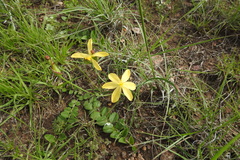 Echeandia flavescens