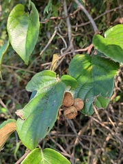 Actinidia