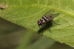 Limnophora obsignata