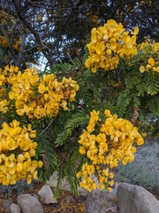 Senna