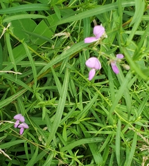 Desmodium paniculatum
