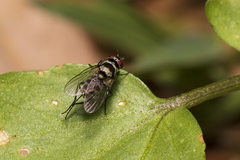 Limnophora obsignata