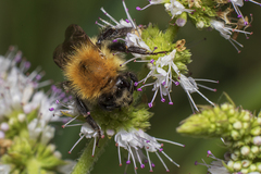 Bombus pascuorum