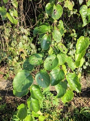 Actinidia