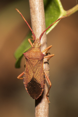 Gonocerus acuteangulatus