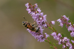 Eristalis horticola