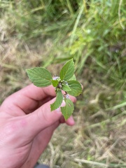 Mentha canadensis