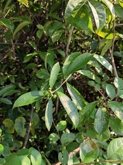 Ichnocarpus frutescens