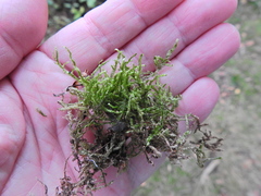 Hypnum jutlandicum