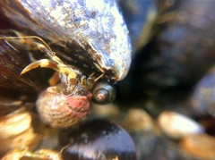 Pagurus hirsutiusculus