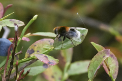 Eristalis intricaria