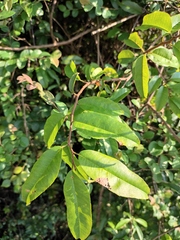 Ichnocarpus frutescens