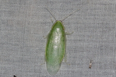 Panchlora