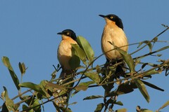 Donacobius atricapilla