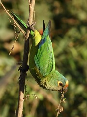 Eupsittula aurea