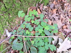 Oxalis acetosella