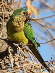 Eupsittula aurea