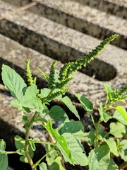 Amaranthus viridis
