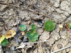 Hydrocotyle vulgaris