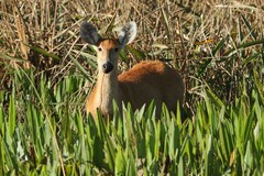 Blastocerus dichotomus