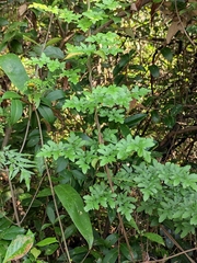 Lygodium japonicum