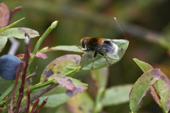 Eristalis intricaria
