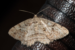 Neoalcis californiaria