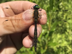 Somatochlora flavomaculata