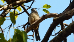 Saltator similis