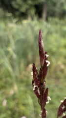 Tridens flavus