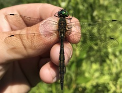 Somatochlora flavomaculata