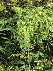 Lygodium japonicum