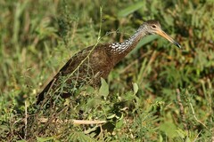 Aramus guarauna