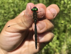 Somatochlora flavomaculata