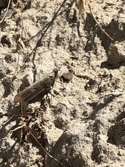 Trimerotropis pallidipennis