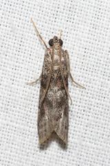 Phycitini