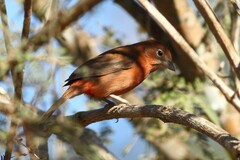 Coryphospingus cucullatus