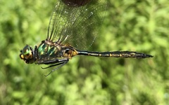 Somatochlora flavomaculata