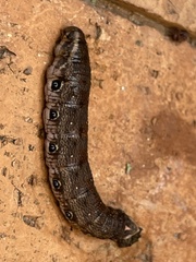 Proserpinus terlooii