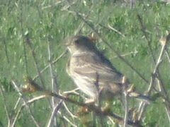 Emberiza calandra