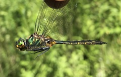 Somatochlora flavomaculata