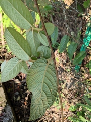 Actinidia fulvicoma