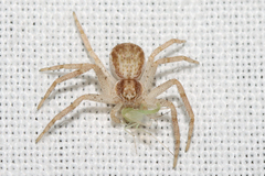 Philodromus dispar