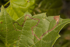 Phyllocnistis vitifoliella