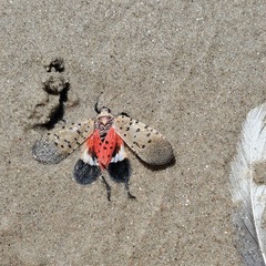 Lycorma delicatula