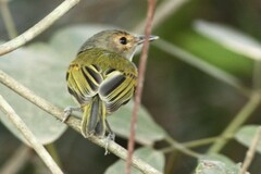 Poecilotriccus latirostris