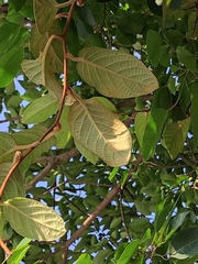 Actinidia fulvicoma