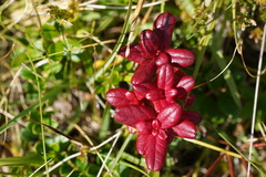 Vaccinium vitis-idaea