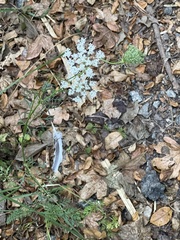 Daucus carota