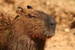 Hydrochoerus hydrochaeris